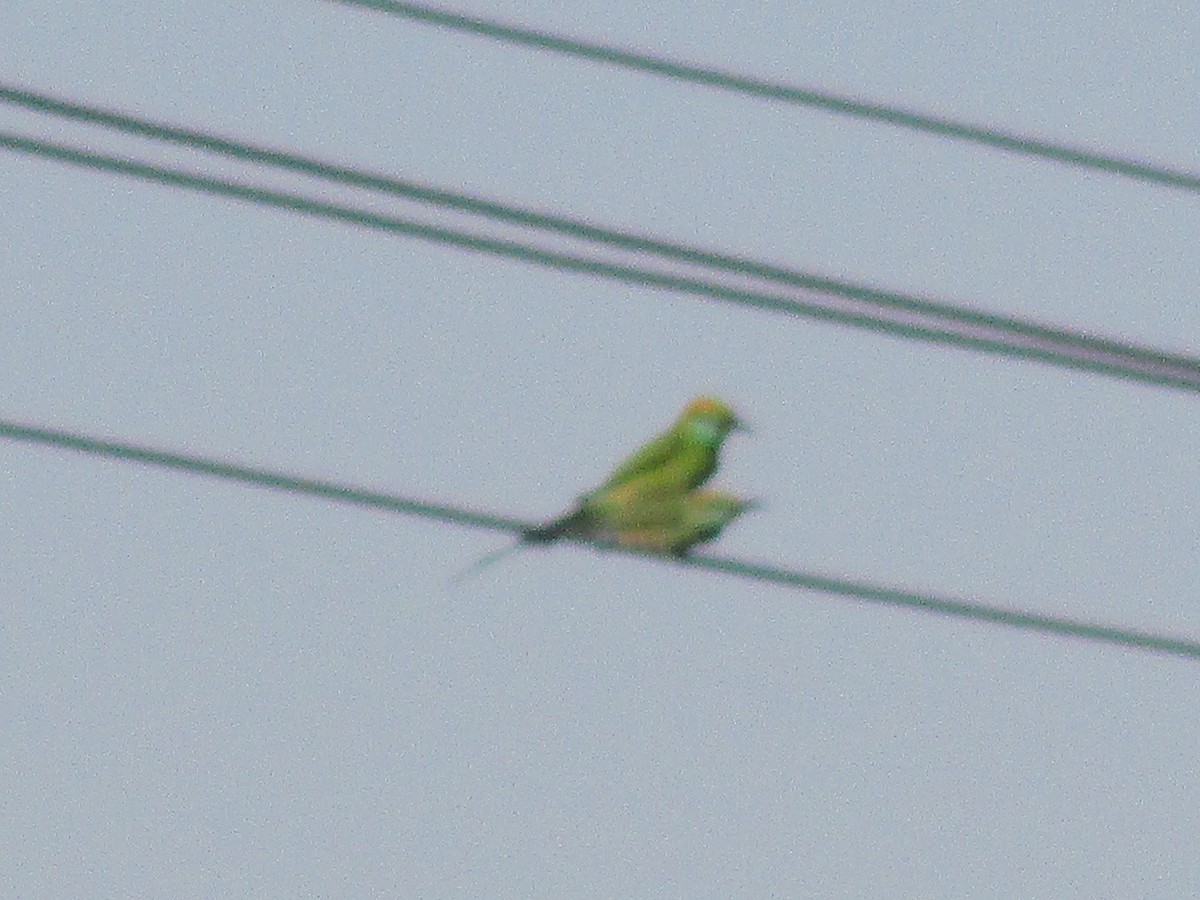 Asian Green Bee-eater - ML53131161