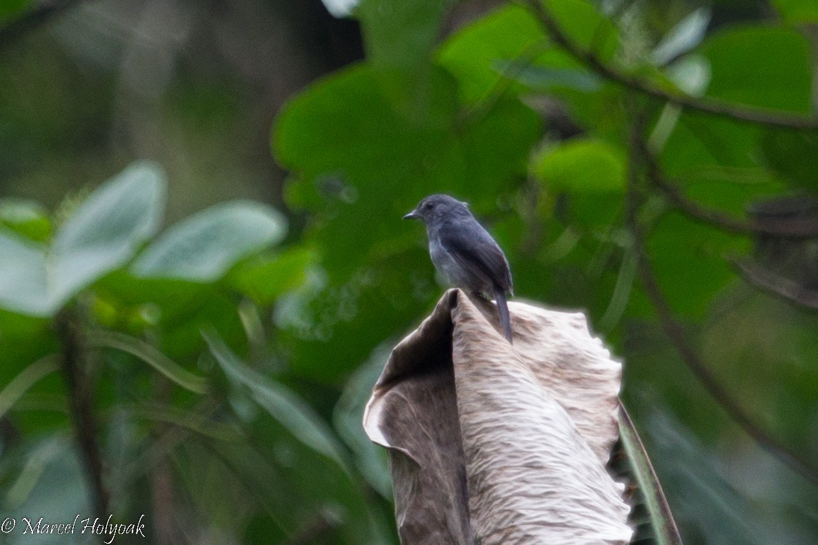 Dusky-blue Flycatcher - Marcel Holyoak