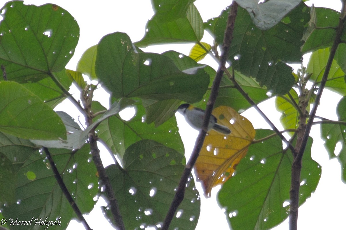 Apalis à calotte noire - ML531311791