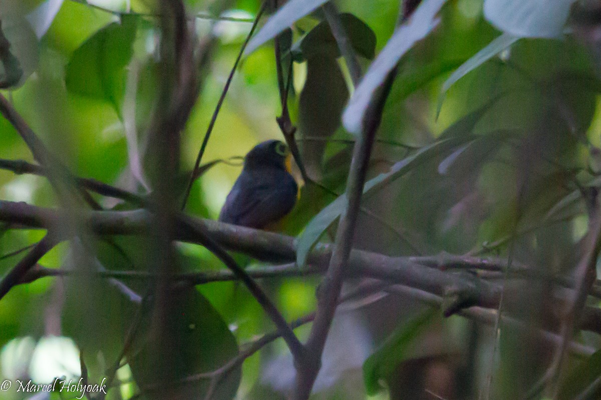 Yellow-bellied Wattle-eye - ML531311851