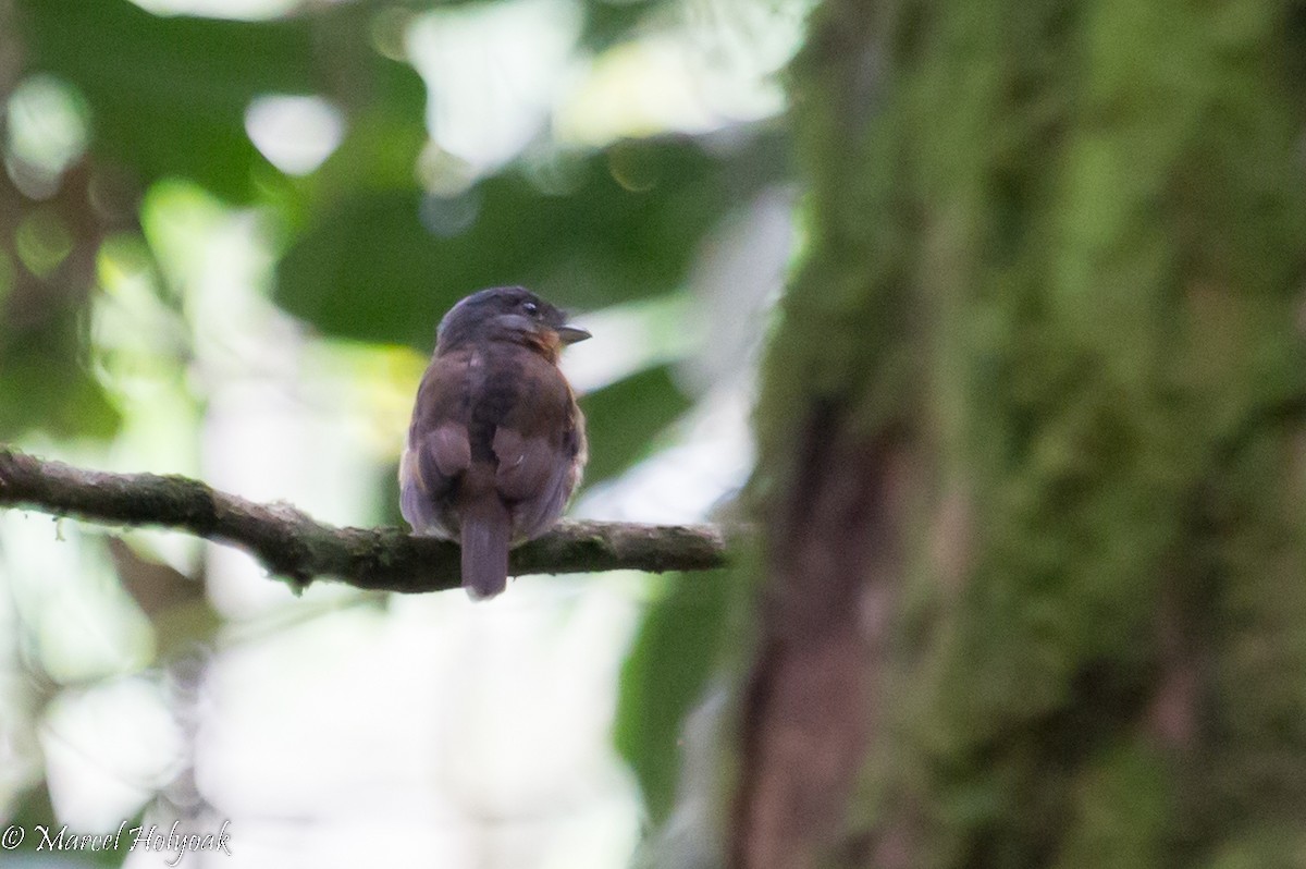 Gray-headed Broadbill - ML531311951