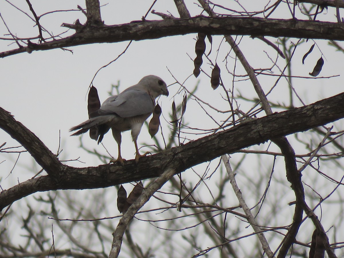 Shikra - Thomas Brooks