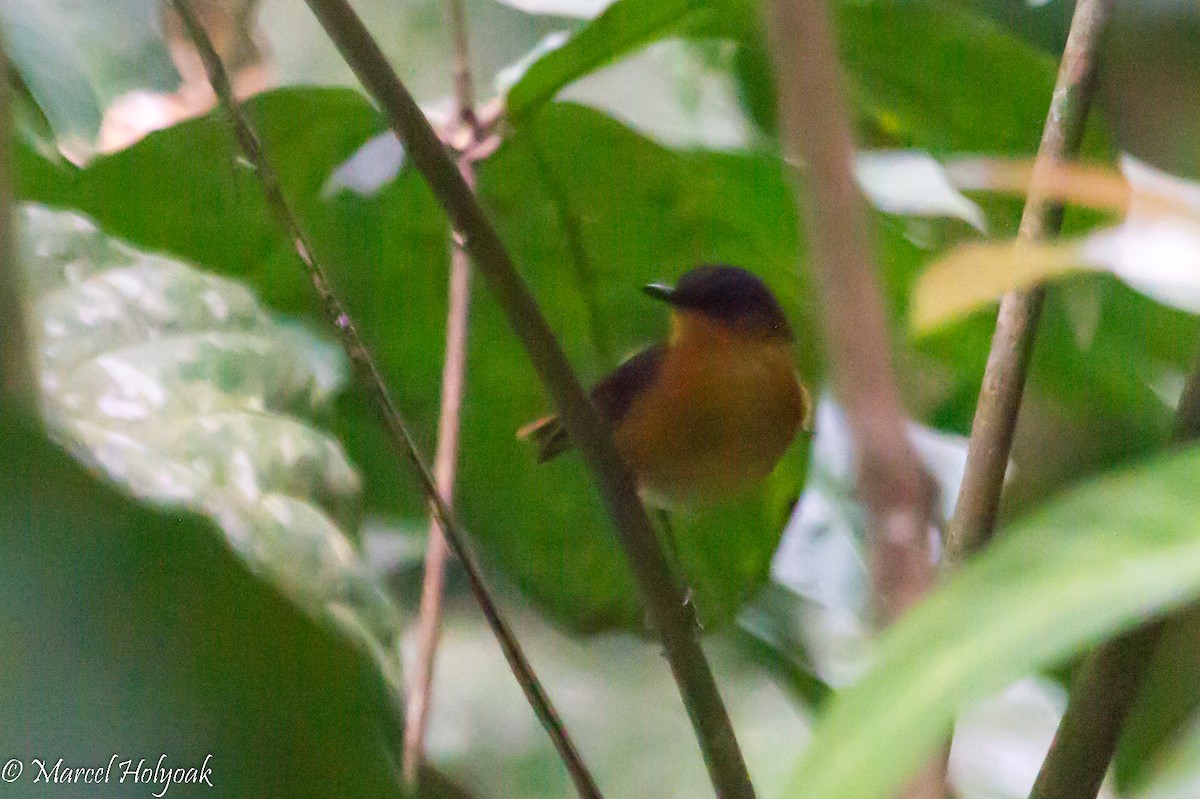 ホオアカツグミヒタキ（granti） - ML531312471