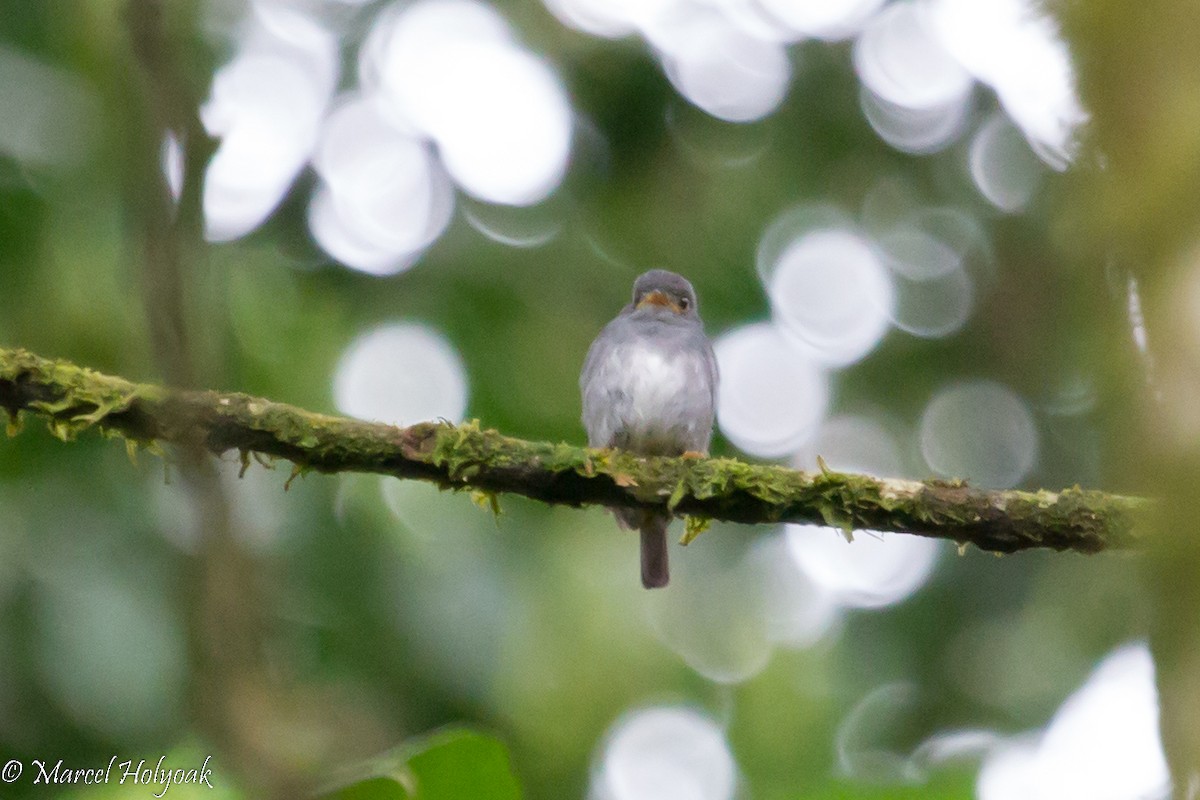 Yellow-footed Flycatcher - ML531312531