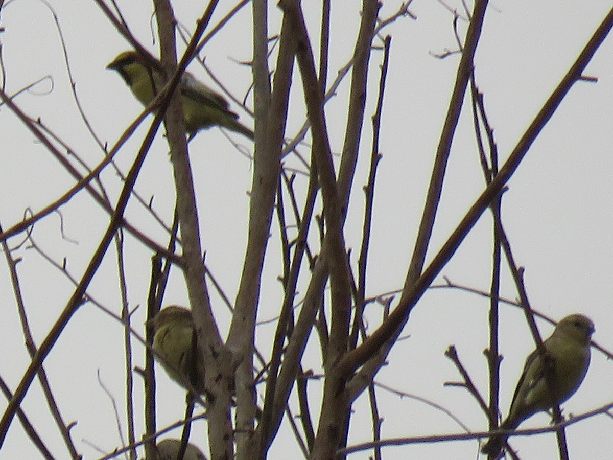 Plain-backed Sparrow - ML53131261