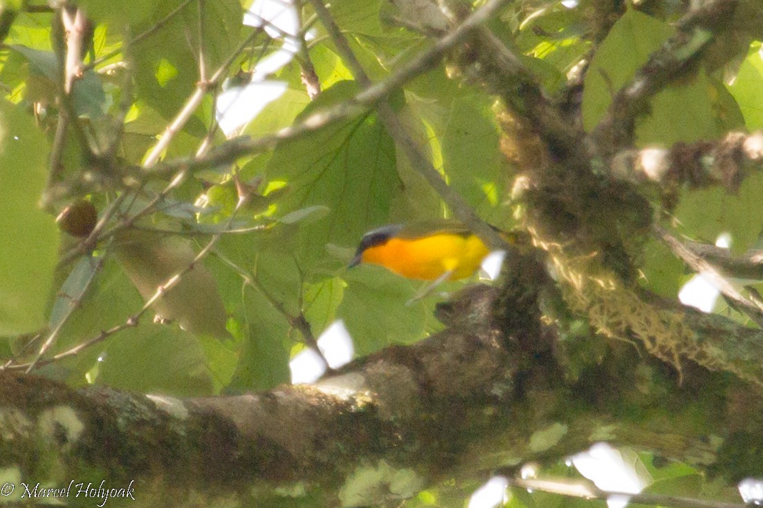 Many-colored Bushshrike - ML531312611