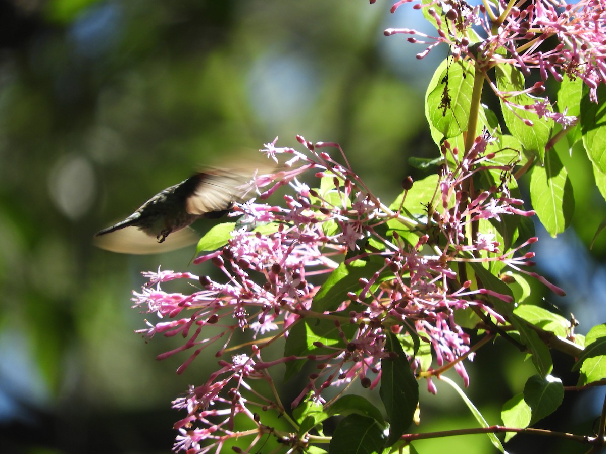 White-eared Hummingbird - ML531312621