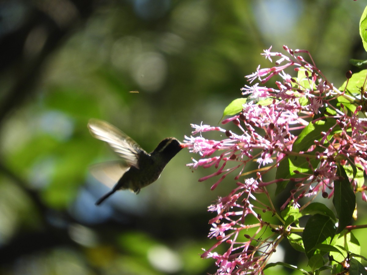 White-eared Hummingbird - Lance d'Ar