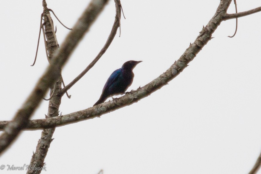 Purple-headed Starling - ML531312721