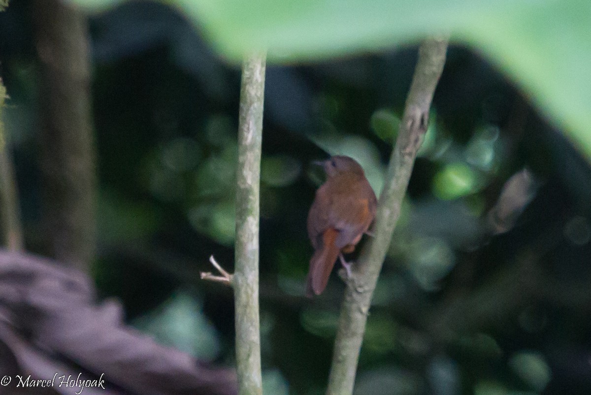 Rufous Flycatcher-Thrush - ML531312771