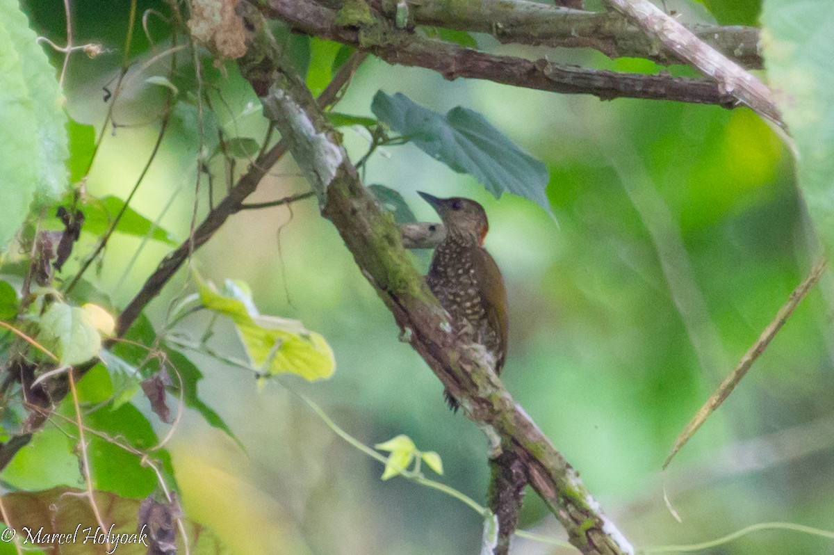 Buff-spotted Woodpecker - ML531312971