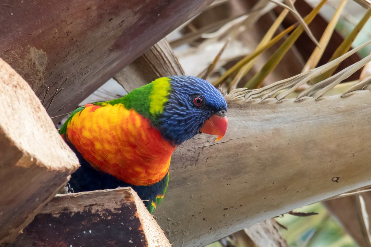 Rainbow Lorikeet - ML53131331