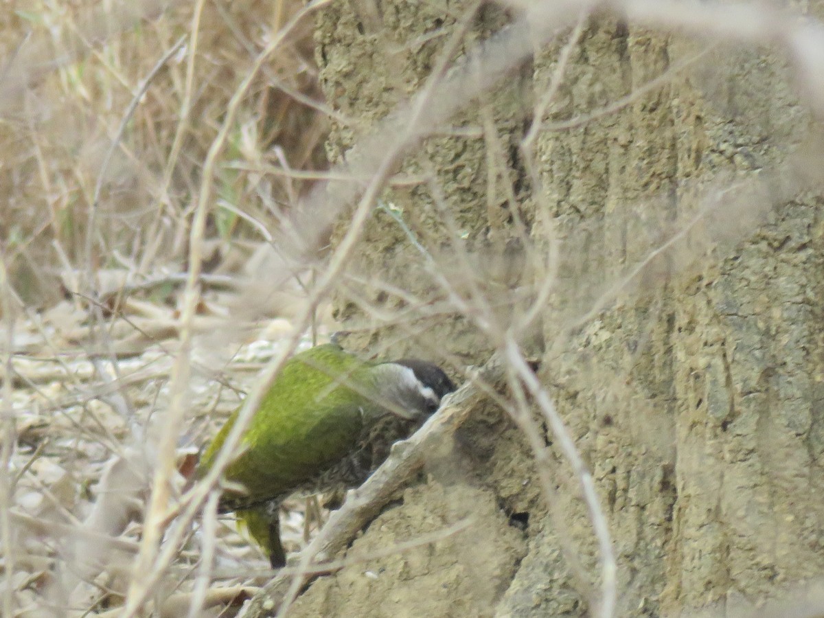 Streak-throated Woodpecker - ML53131341