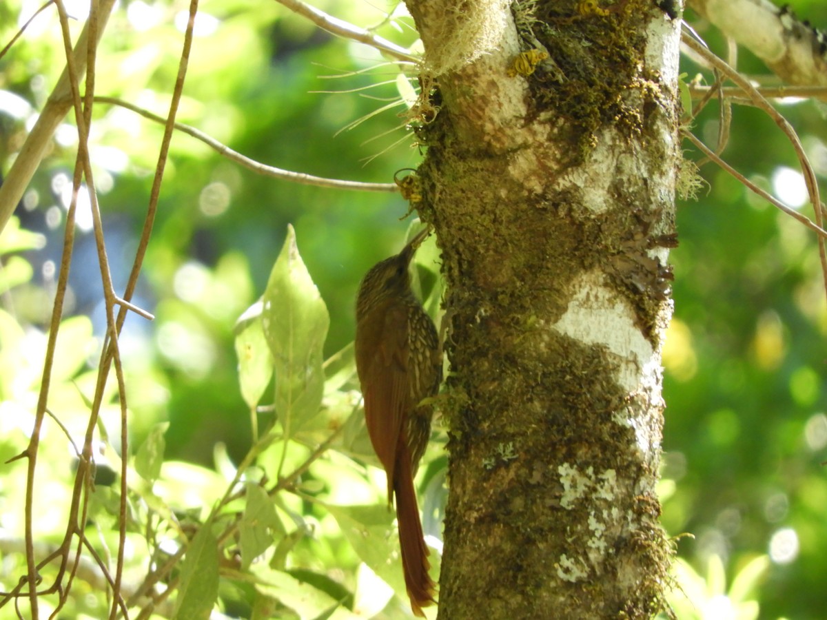 Spot-crowned Woodcreeper - ML531313421