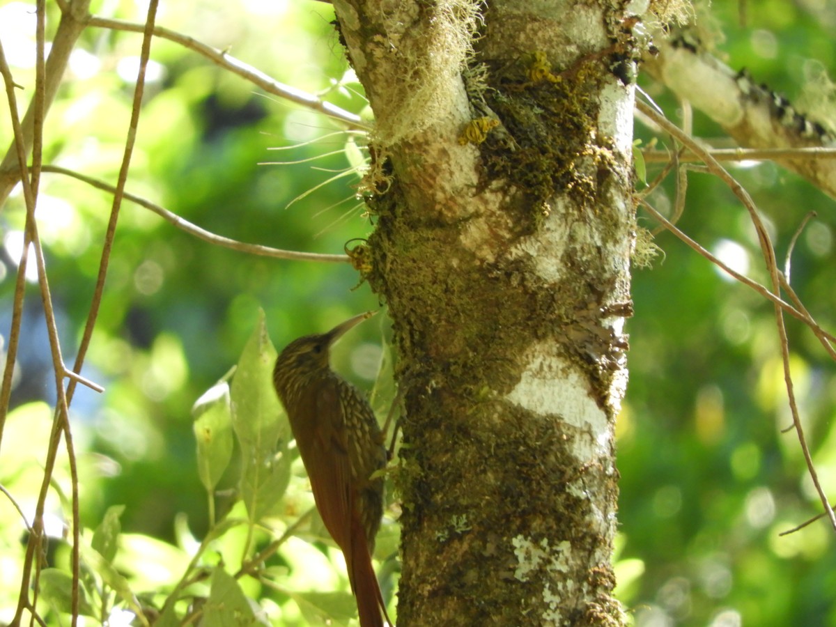 Spot-crowned Woodcreeper - ML531313431