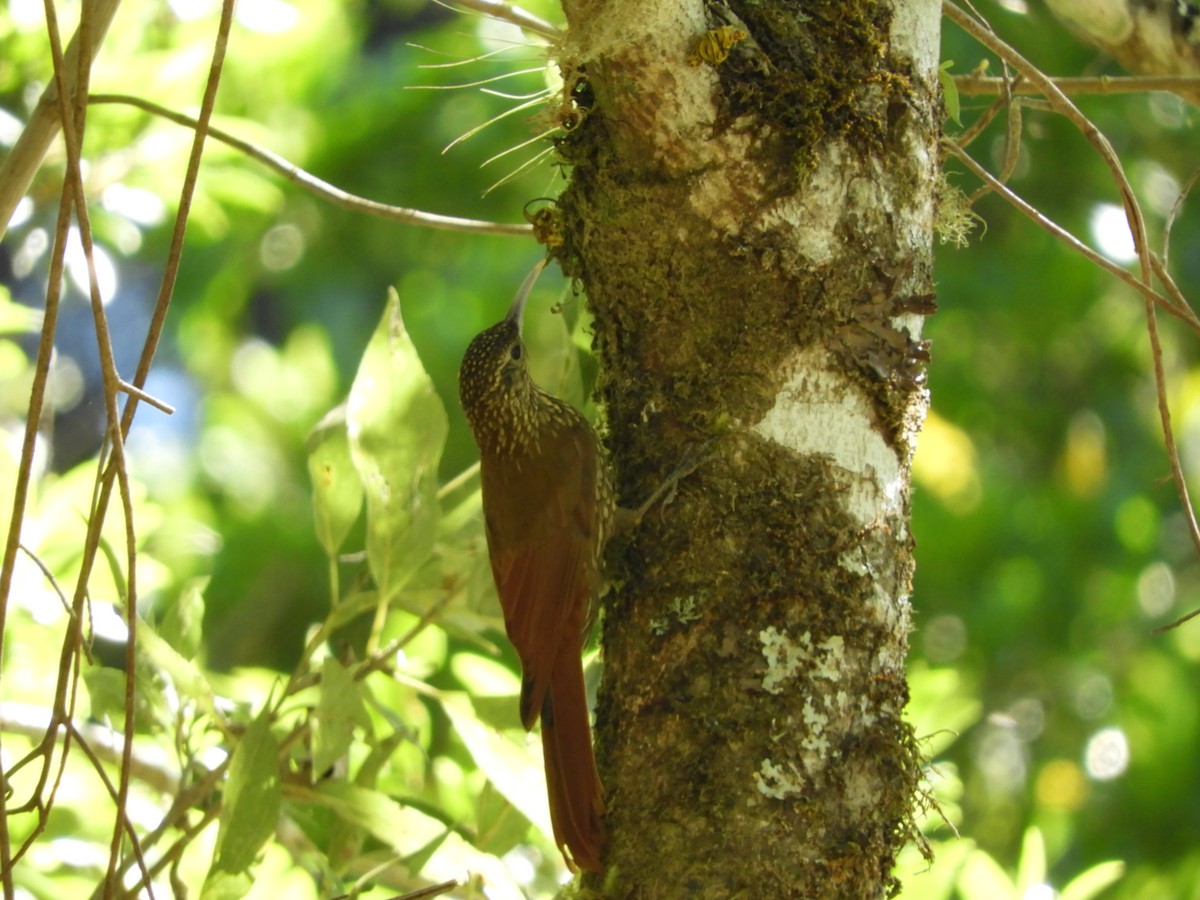 Spot-crowned Woodcreeper - ML531313441