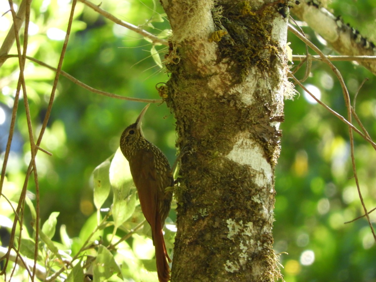 Spot-crowned Woodcreeper - ML531313451