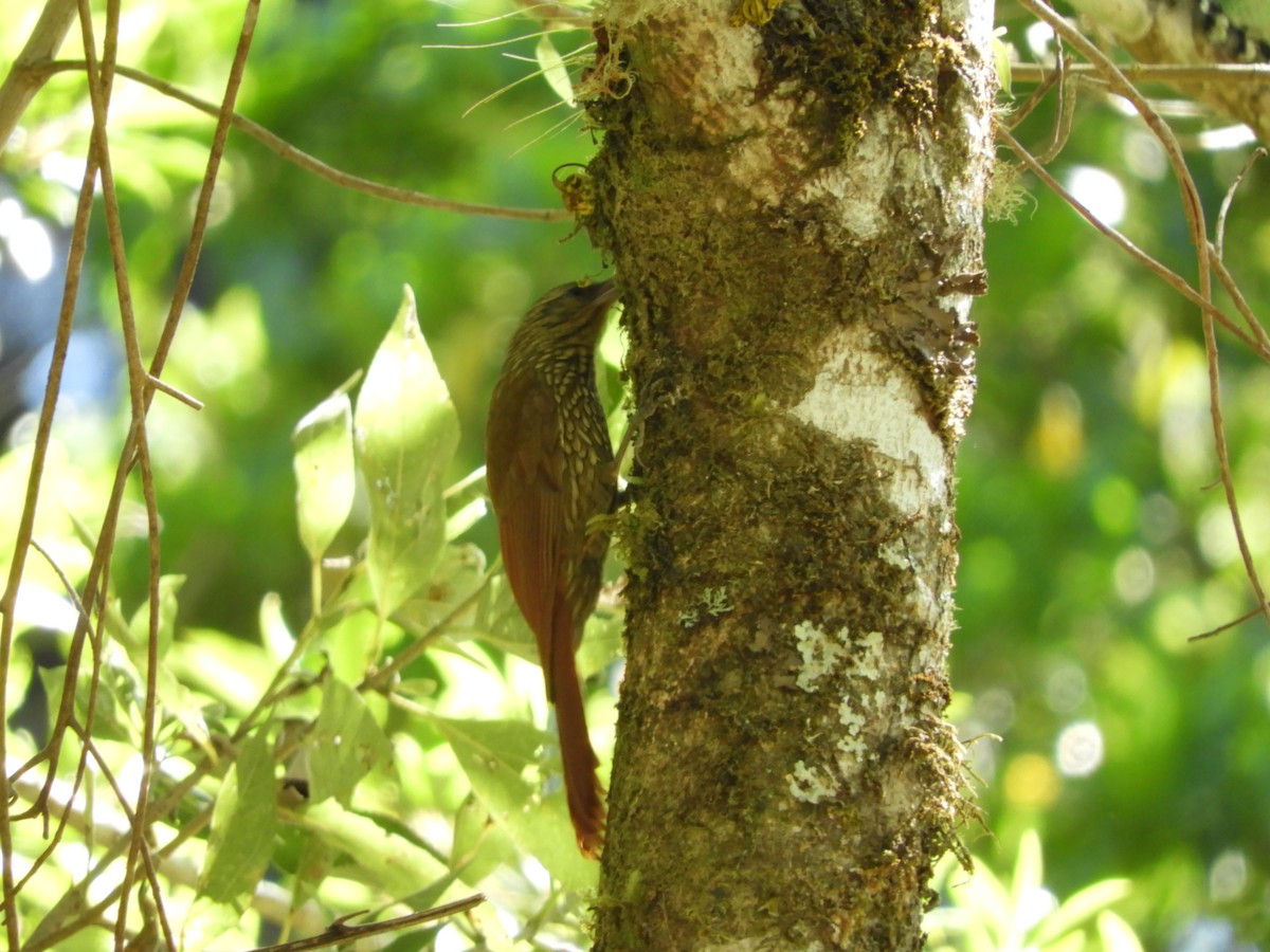 Spot-crowned Woodcreeper - ML531313461