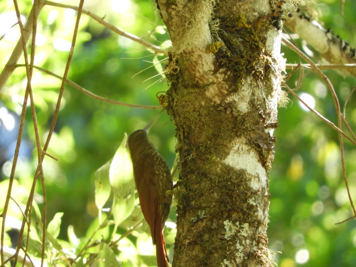 Spot-crowned Woodcreeper - ML531313471