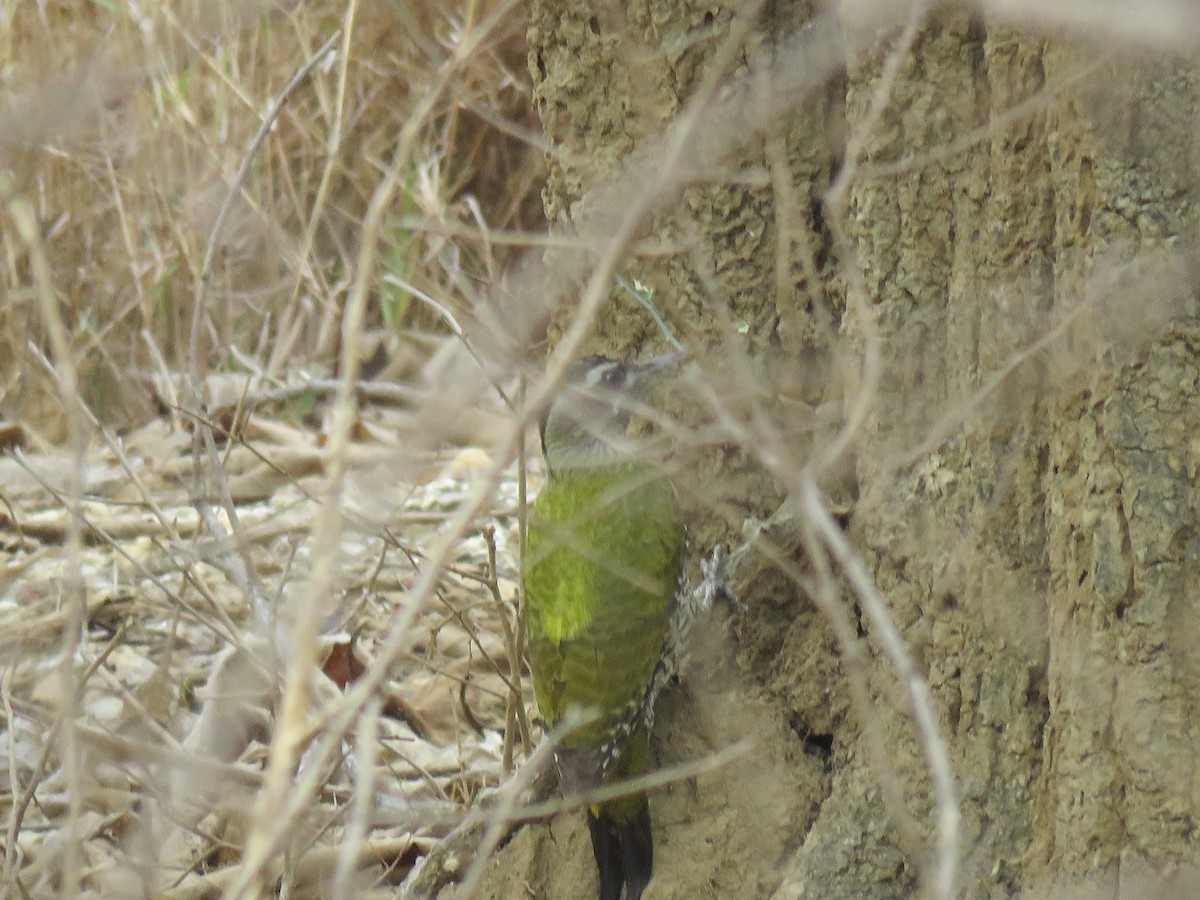 Streak-throated Woodpecker - ML53131351