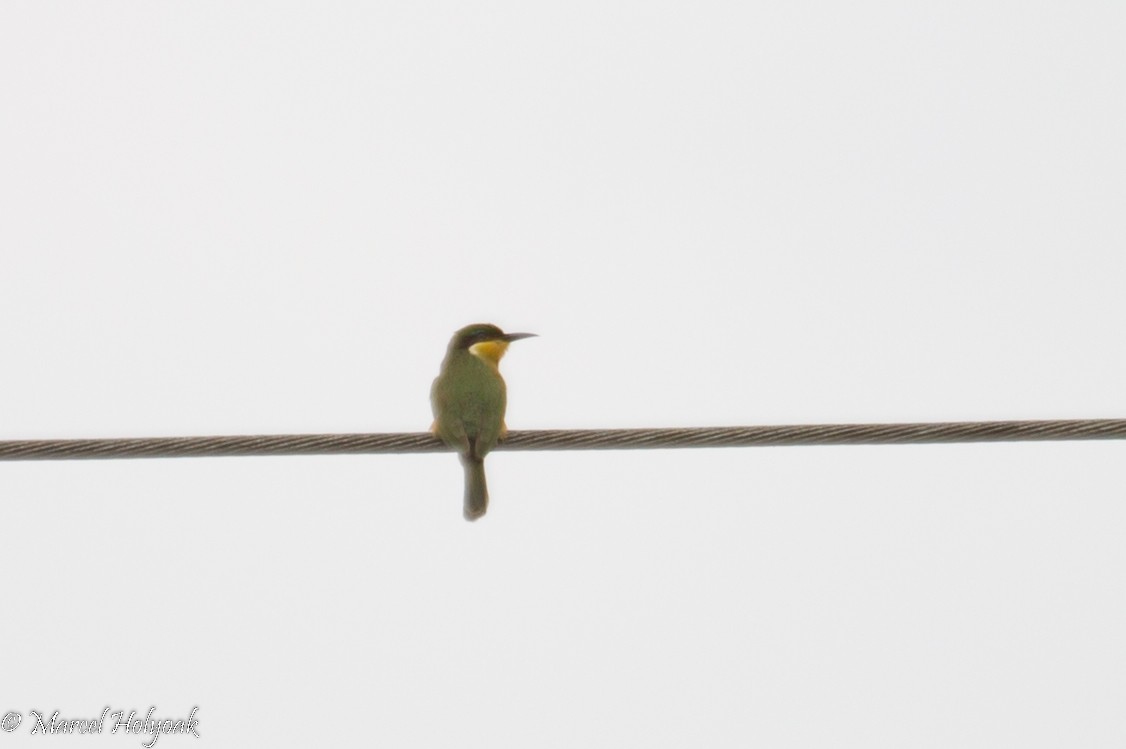 Blue-breasted Bee-eater - ML531313641