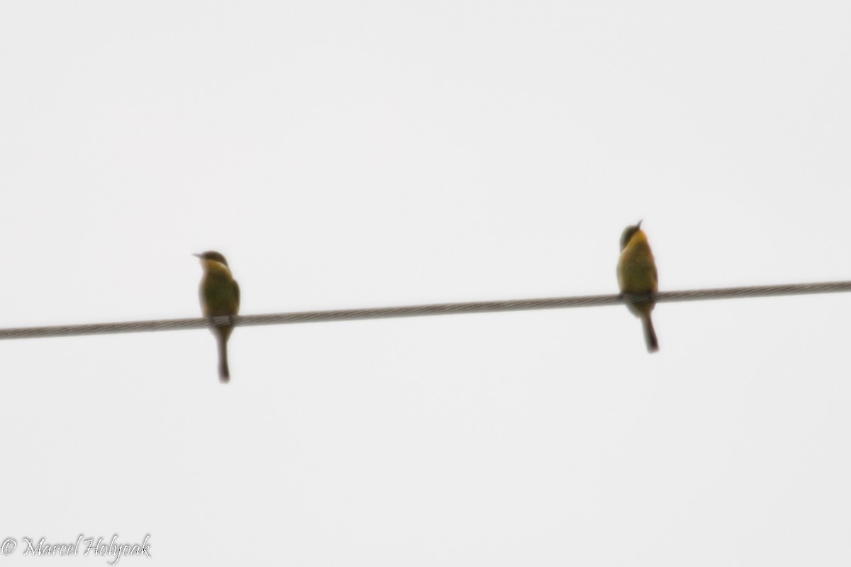 Blue-breasted Bee-eater - ML531313651