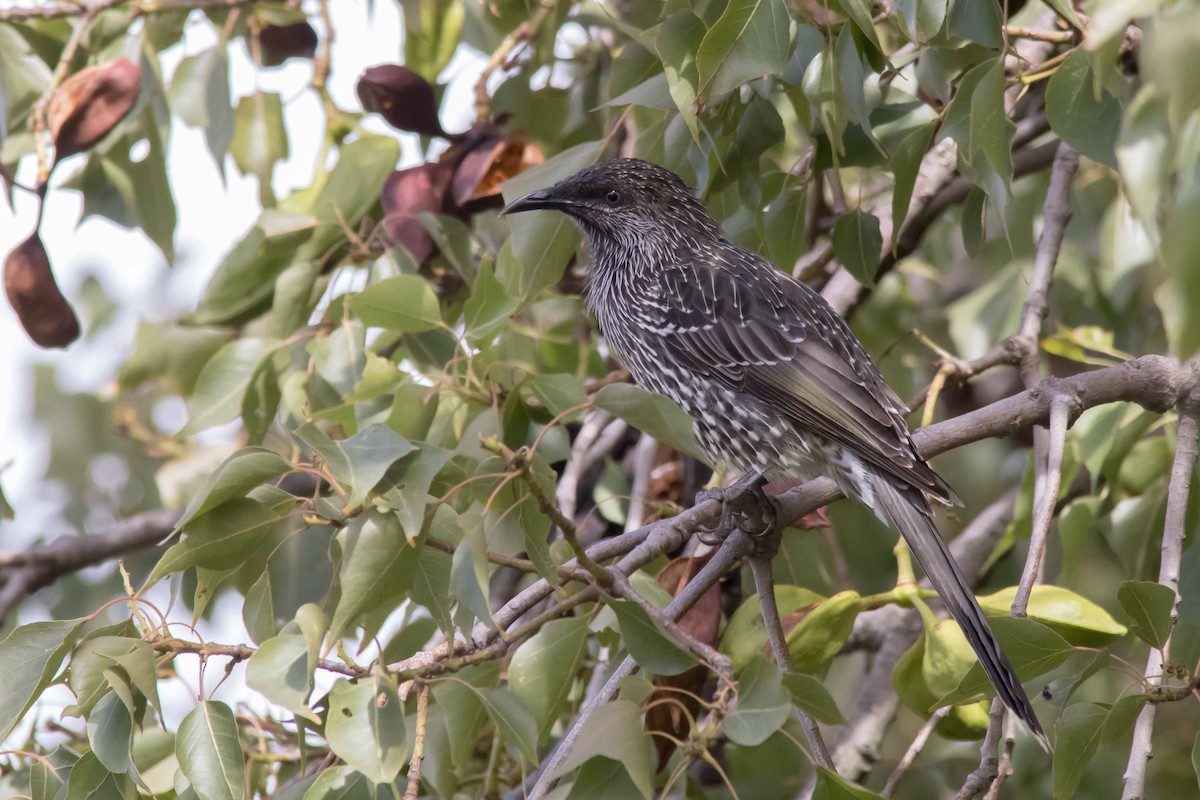 Little Wattlebird - ML53131401