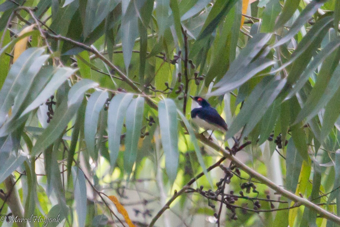 Banded Wattle-eye - ML531314561