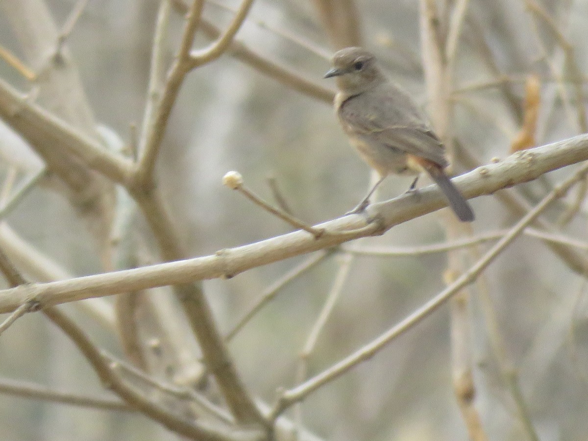 Pied Bushchat - ML53131481