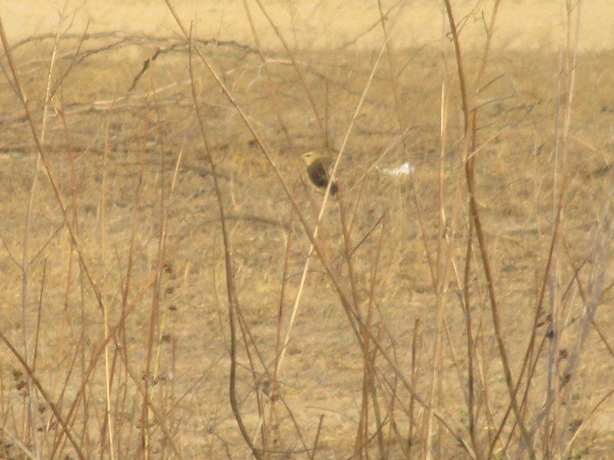 Booted Warbler - ML53131491