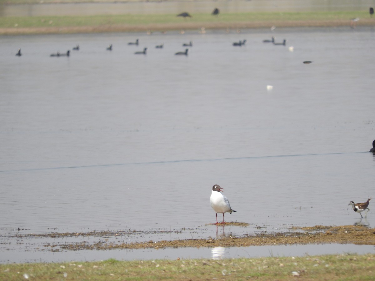 Mouette du Tibet - ML531315381