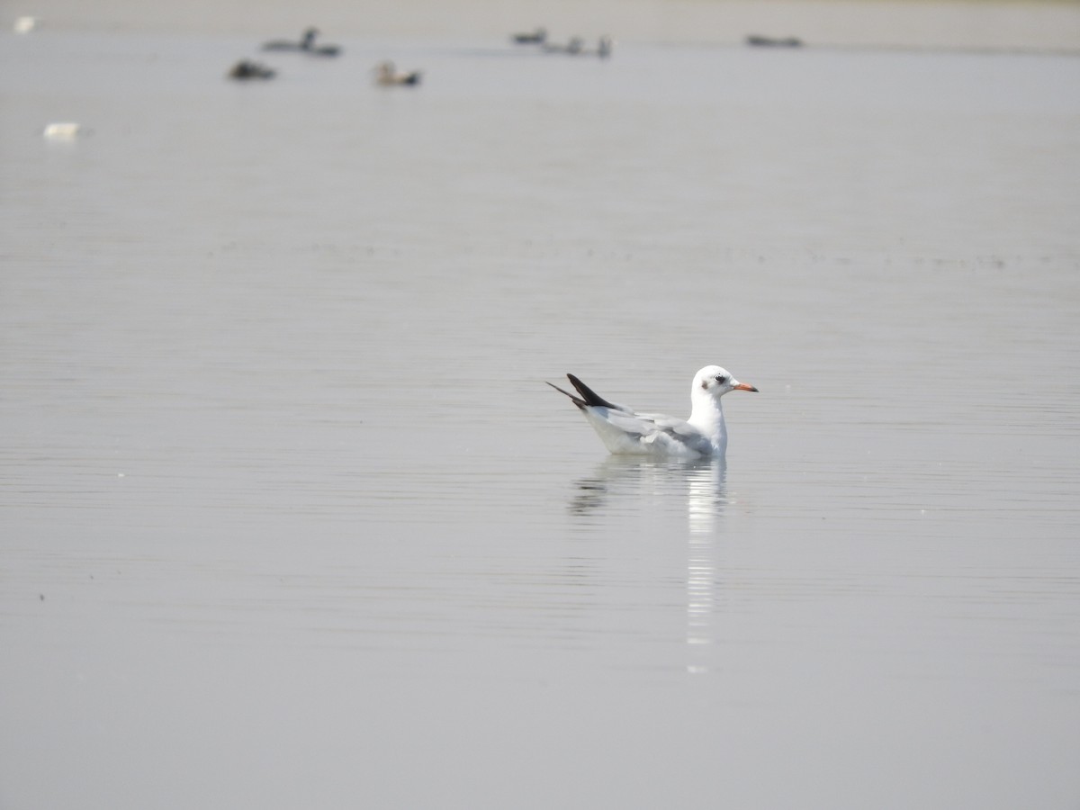 Mouette du Tibet - ML531315651