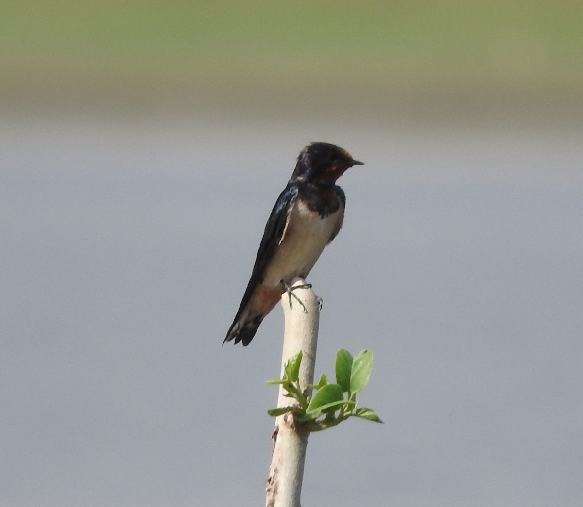 Barn Swallow - Laxminarayan Sonawane