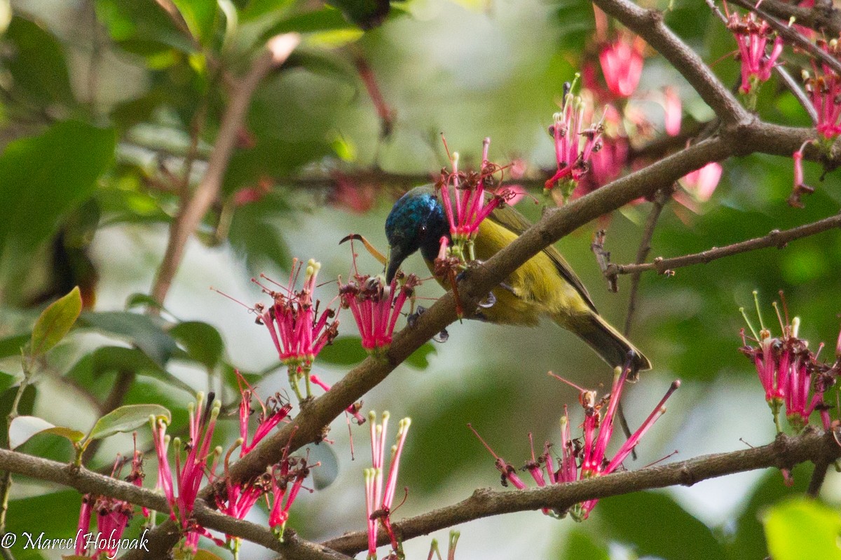 Cameroon Sunbird - ML531316061