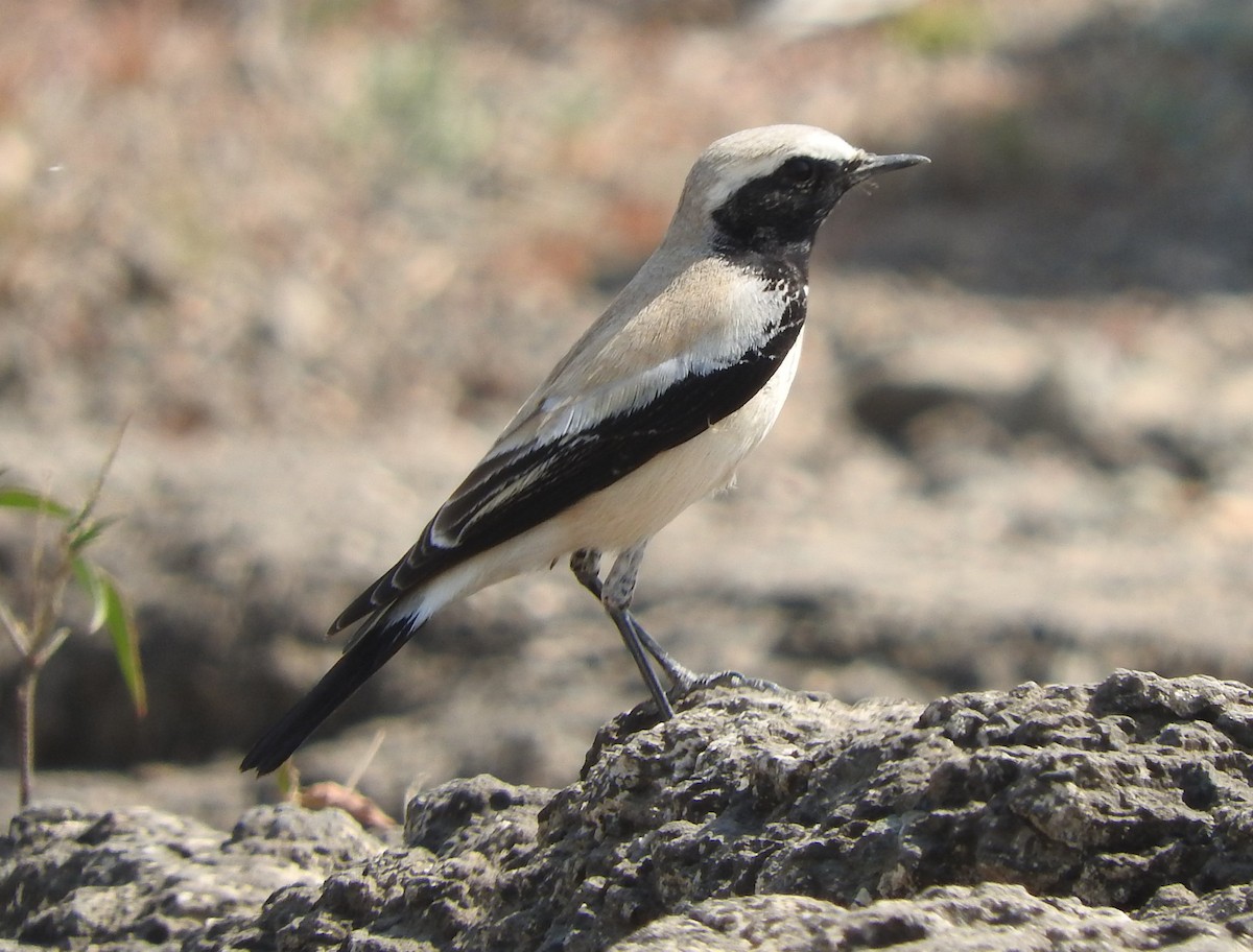 Desert Wheatear - ML531316071