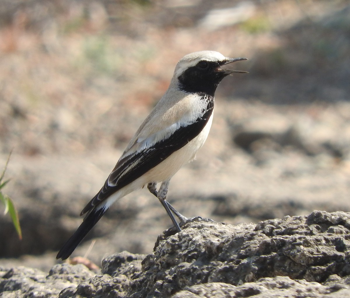 Desert Wheatear - ML531316081