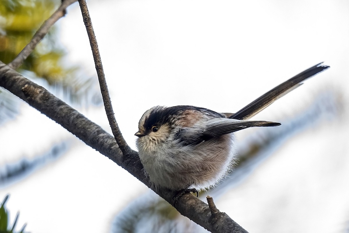 Long-tailed Tit - ML531316351