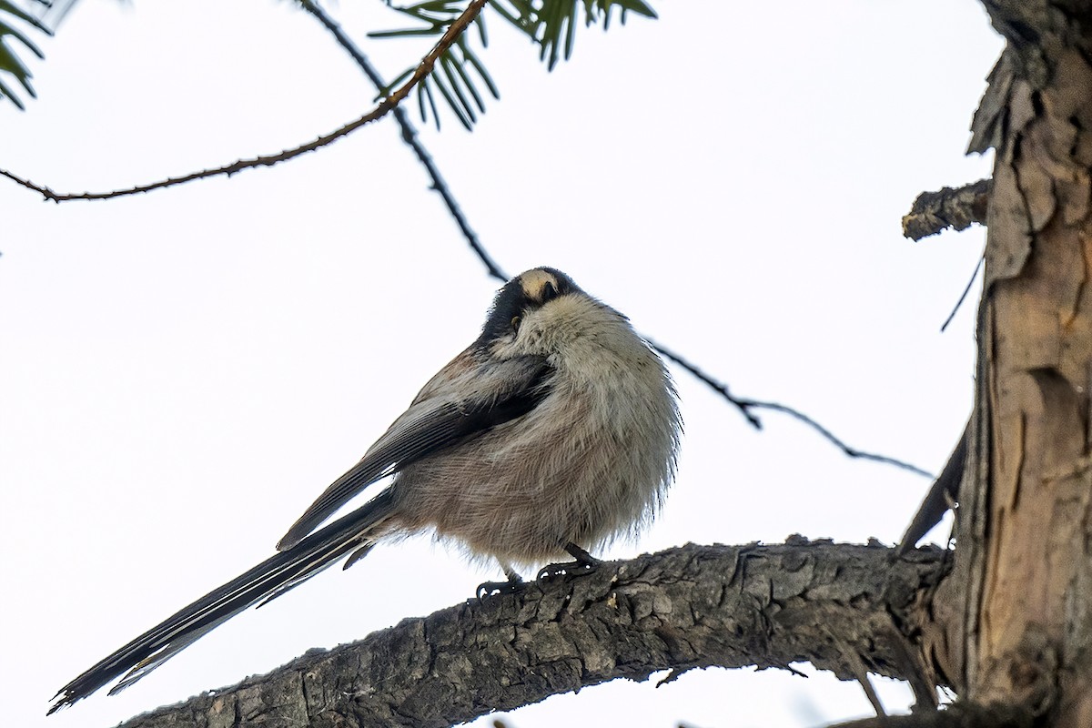 Long-tailed Tit - ML531316361