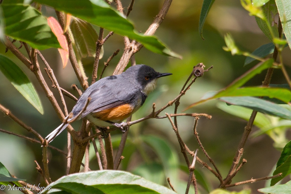 Black-collared Apalis - ML531316801