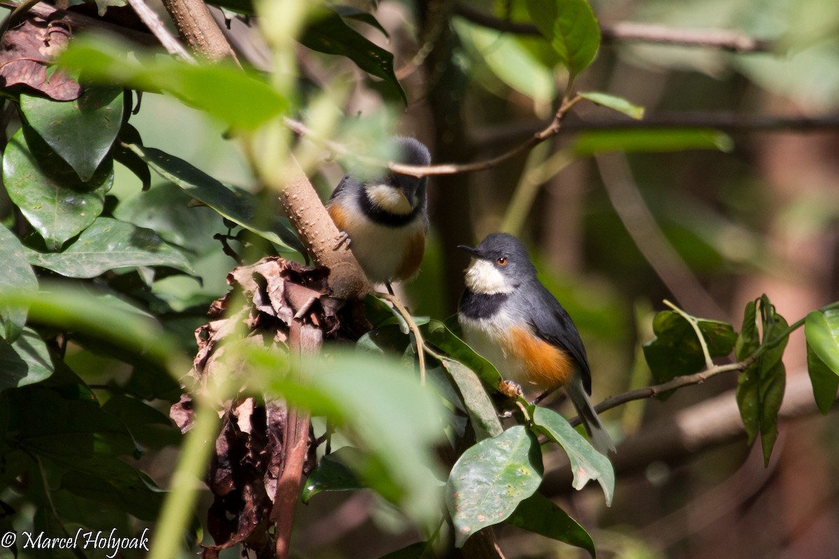 Black-collared Apalis - ML531316811