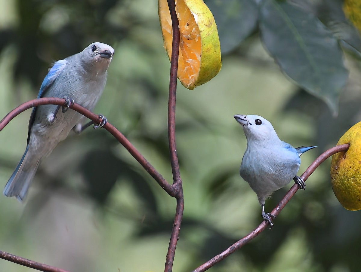 Blue-gray Tanager - Matthew Curtis