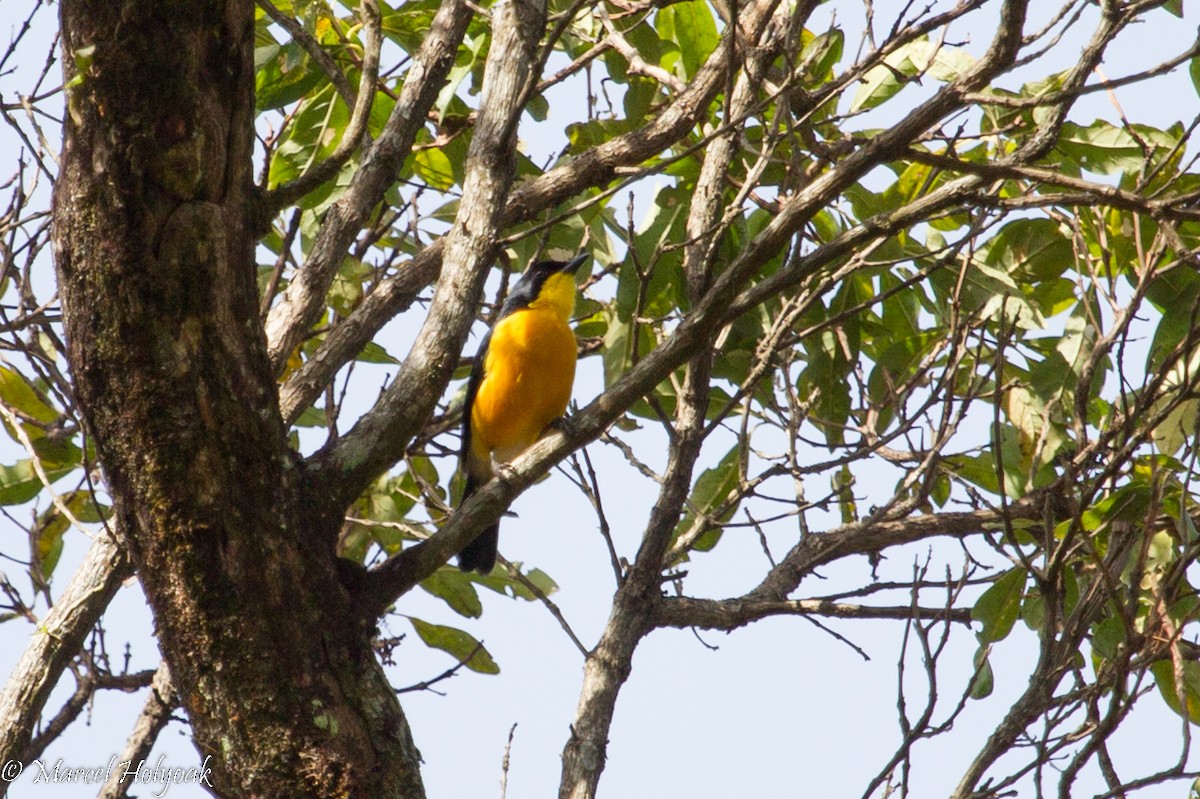 Yellow-breasted Boubou - Marcel Holyoak