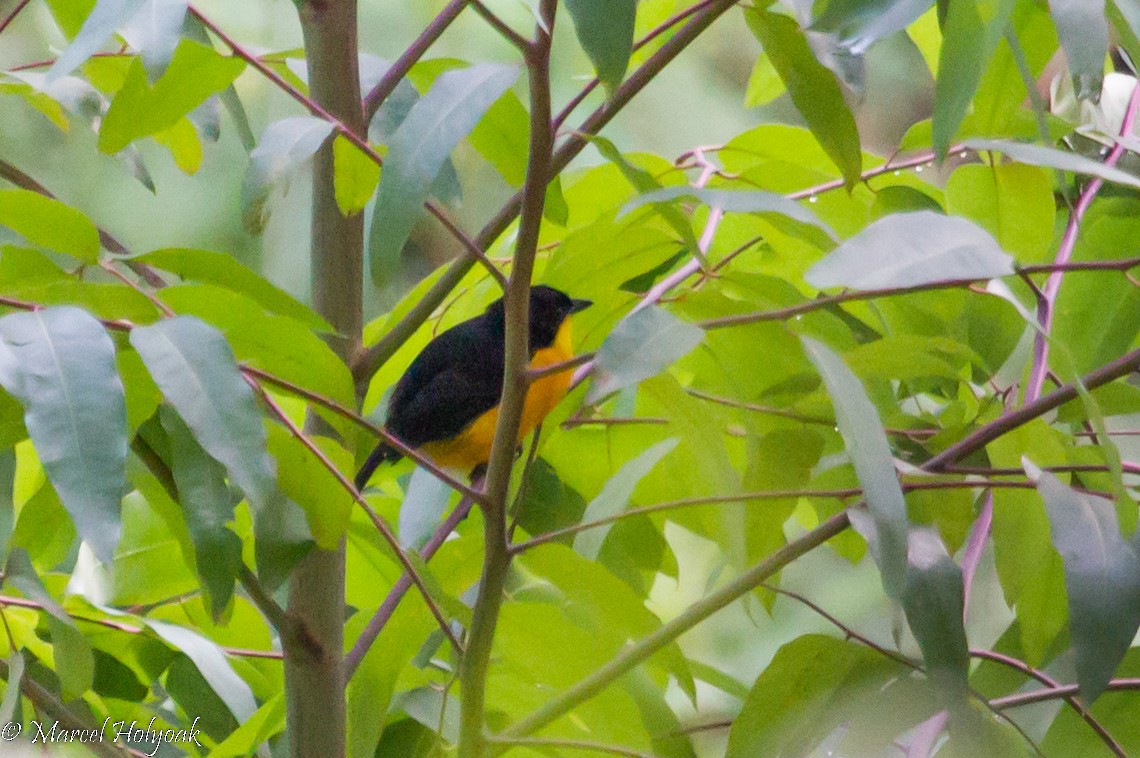 Yellow-breasted Boubou - Marcel Holyoak