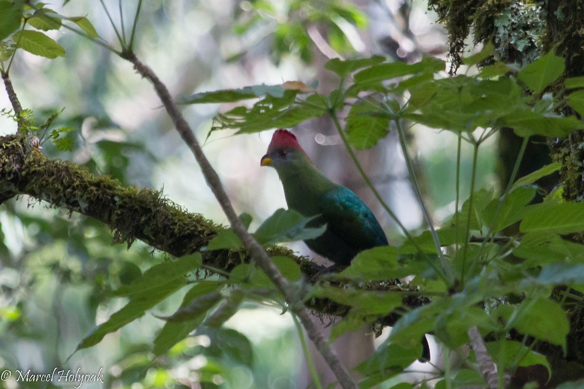 Turaco de Bannerman - ML531317401