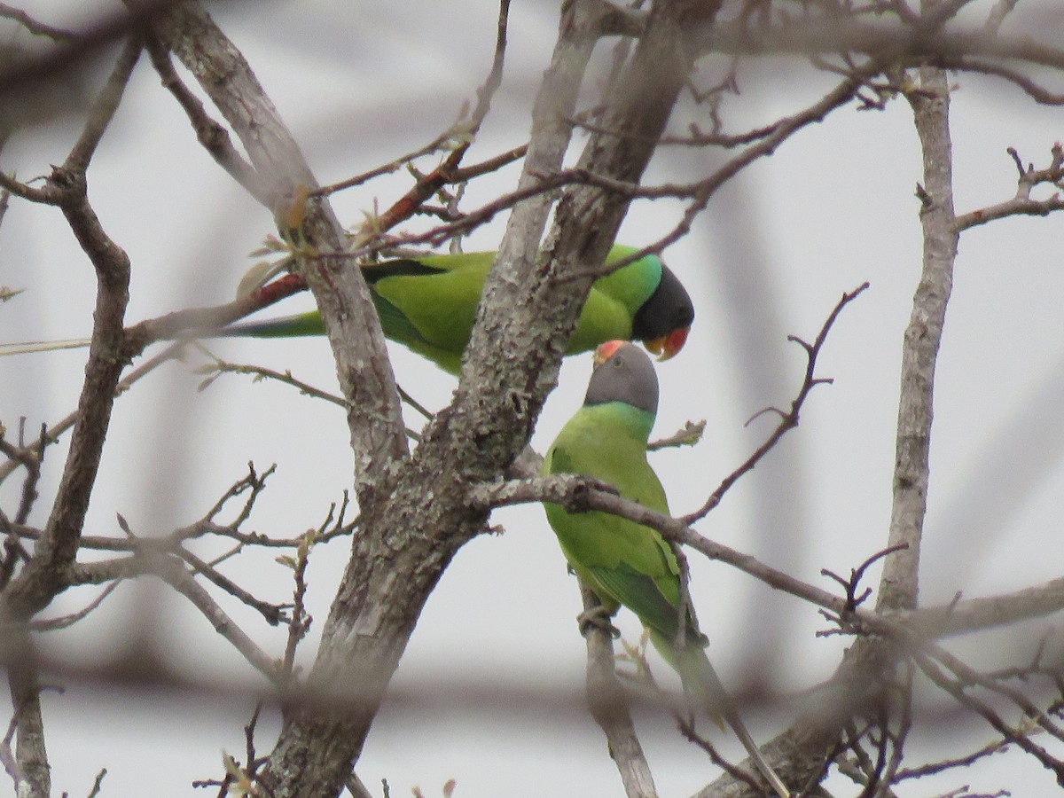 Gray-headed Parakeet - ML53131741