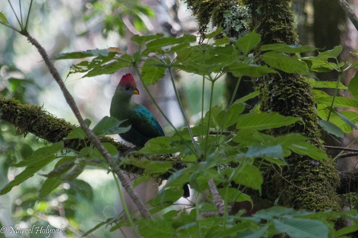 Bannerman's Turaco - Marcel Holyoak