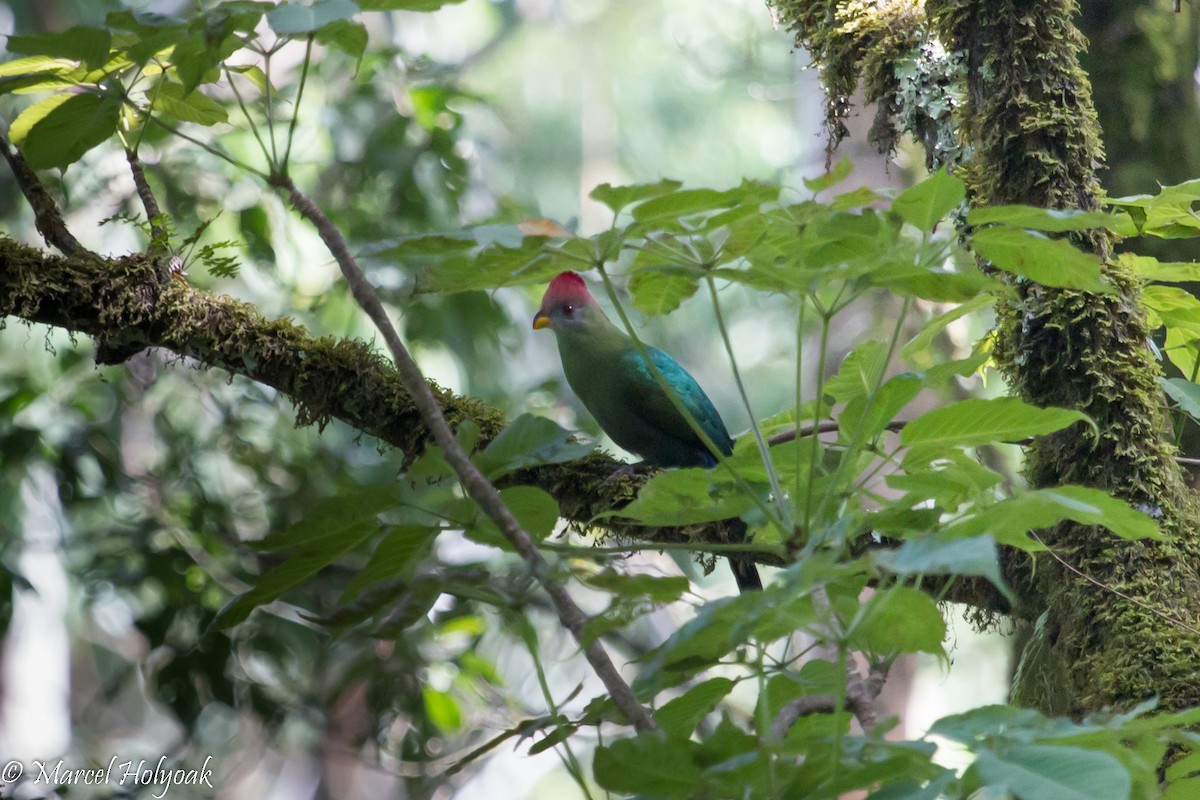 Bannerman's Turaco - ML531317421