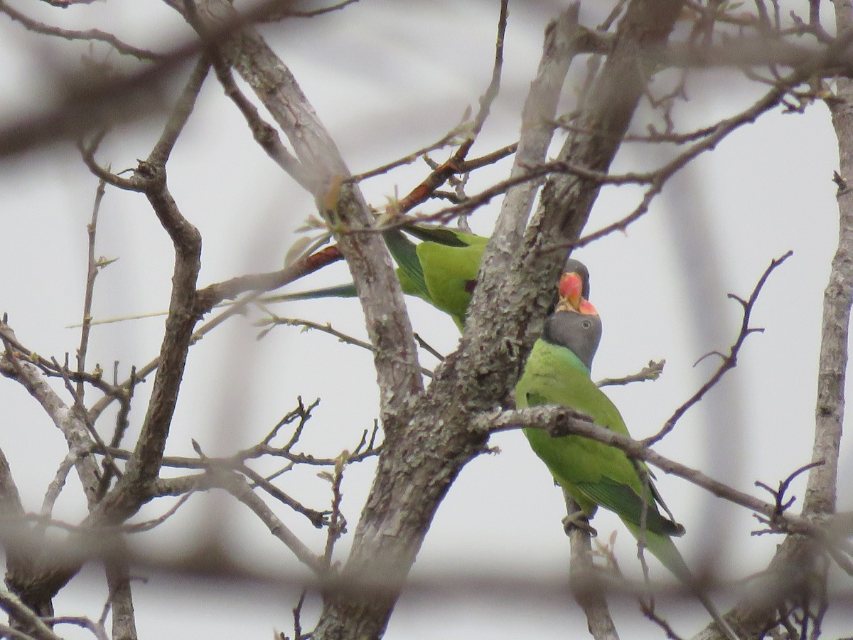 Gray-headed Parakeet - Thomas Brooks