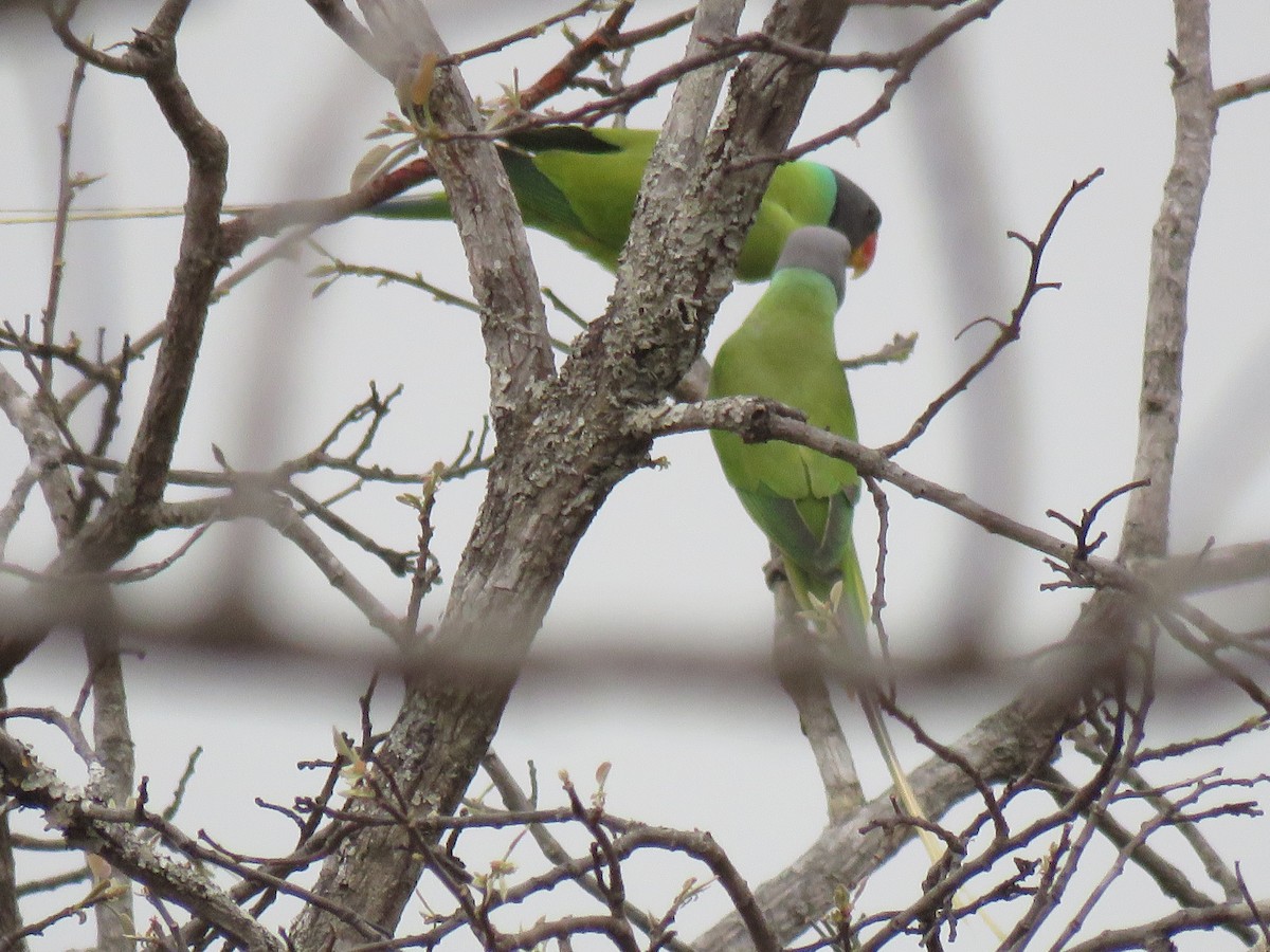 Gray-headed Parakeet - Thomas Brooks