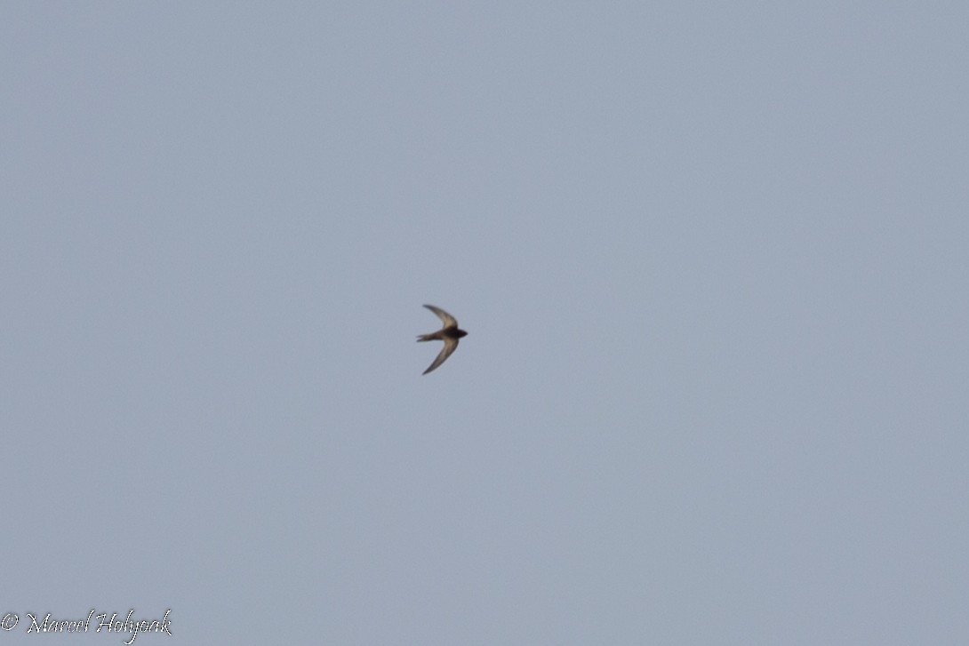 African Swift - ML531317941